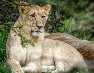 Dinokeng safari